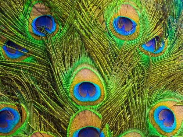 色彩艳丽的孔雀羽毛背景 自然背景 — 图库照片