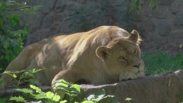 太陽の下で眠る雌ライオン — ストック動画