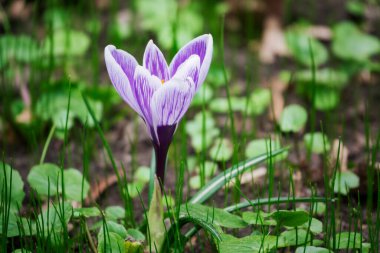 Parkta tomurcuklanan çiçek tomurcukları ve taze yeşil çimenler