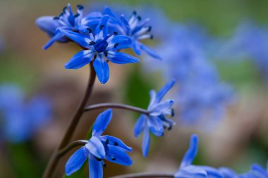 Mavi yapraklı güzel bahar çiçekleri, makro fotoğraf.