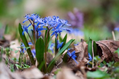 ormandaki ilk bahar çiçekleri