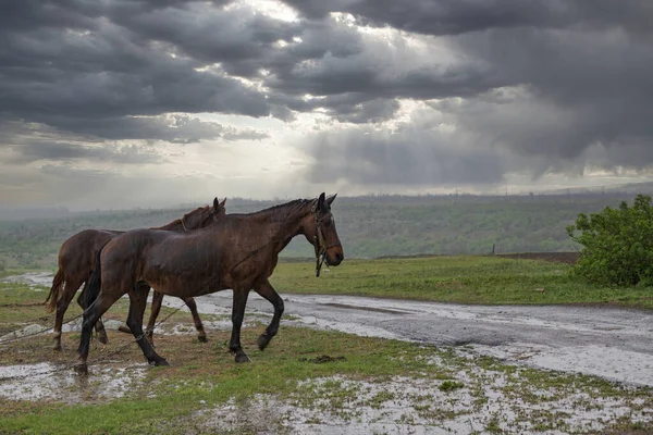 Atlar Yağmurda Yürüyor Kırsal Yolda Iki Kahverengi — Stok fotoğraf