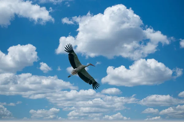Большой Белый Аист Голубом Небе Облаками — стоковое фото