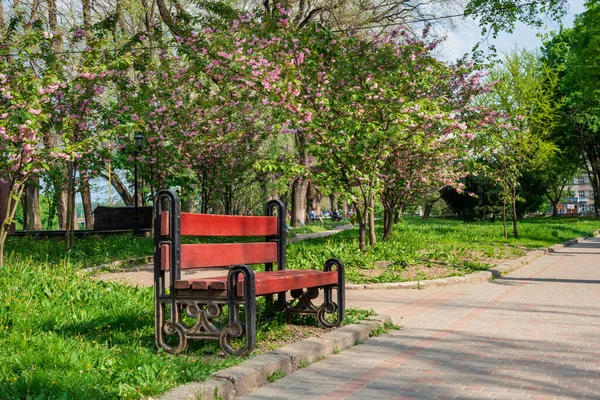 Hermoso Día Primavera Parque Ciudad Con Banco Rodeado Árboles Florecientes — Foto de Stock