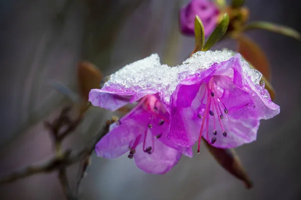 Beautiful rhododendron flowers covered with snow and ice. Artistic springtime weather scene