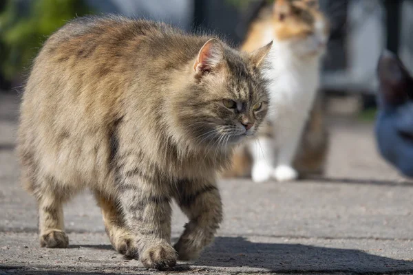Duży Przystojny Zabłąkany Kot Ulicy Banda Kotów Wiosną — Zdjęcie stockowe