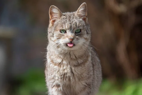 Portret Chorego Kota Chorobą Genetyczną Zbłąkany Kot — Zdjęcie stockowe