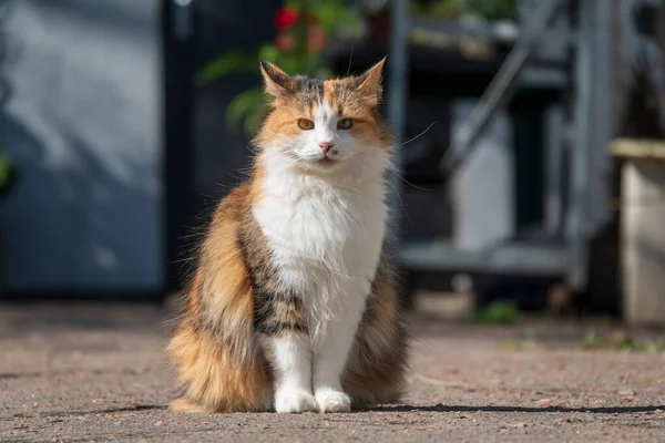 Zabawny Kot Siedzący Podwórku Młody Bezpański Kot — Zdjęcie stockowe