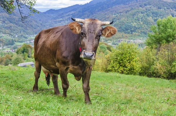 Cute Brązowy Krowa Cowbell Zielonym Pastwisku Alpejskim — Zdjęcie stockowe