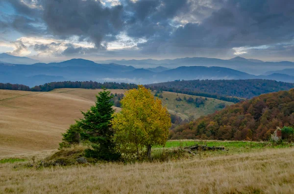 Samotne Drzewo Wysokogórskich Pastwiskach Karpatach Ukraina Spokojny Alpejski Krajobraz — Zdjęcie stockowe