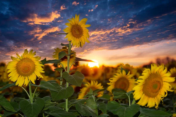 Solrosfält Och Brännande Solnedgångshimmel Vibrerande Blommande Solrosor — Stockfoto