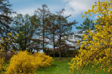 Bahar parkında sarı ağaçlar