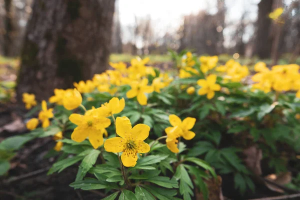 Krásné Žluté Květy Louce Parku Jaře Selektivní Zaměření — Stock fotografie