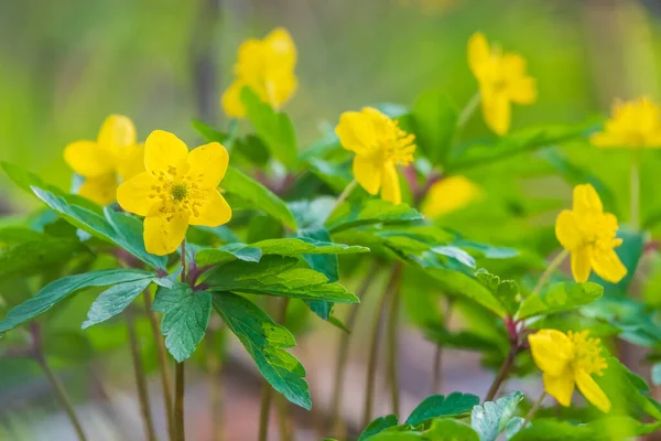 Beautiful Yellow Spring Wildflowers Sunny Meadow Close Photo Selective Focus — Stock Photo, Image