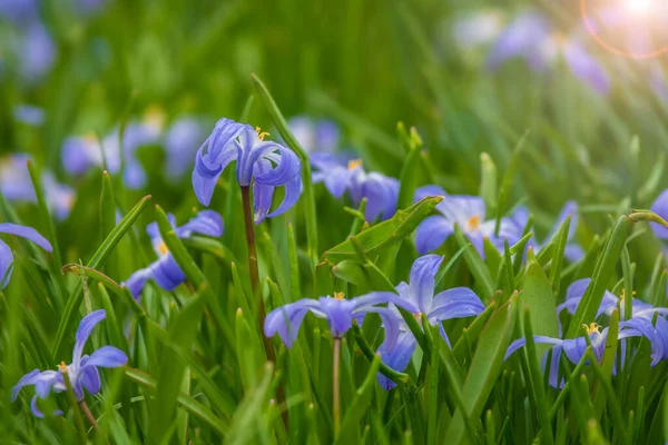 翠绿的草地上美丽的春花 — 图库照片