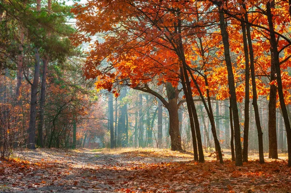 Malowniczy Jesienny Las Spokojna Ścieżka Lesie Otoczona Palącymi Się Pomarańczowymi — Zdjęcie stockowe
