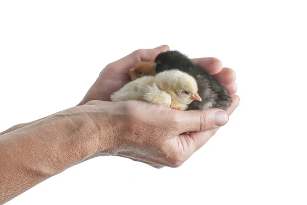 Roztomilá Novorozená Kuřata Lidských Rukou Izolovaná Bílém Život Farmě Pečující — Stock fotografie
