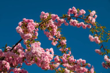 Mavi gökyüzüne karşı çiçek açan sakura dalları. Pembe sakura çiçekleri