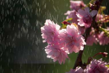 Yağmurda çiçek açan sakura çiçekleri. Sakura ağacındaki zarif pembe çiçekler.
