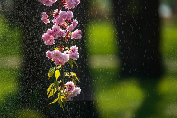 Blooming sakura tree branch on the rain. Moody spring scene in the park