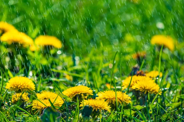 Spring Dandelion Meadow Rain Selective Focus — Stock Photo, Image