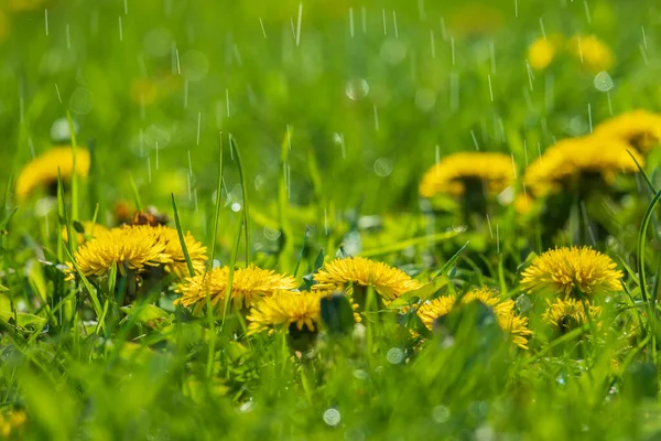 Prado Dente Leão Amarelo Chuva Tempo Primavera Símbolo Crescimento Planta — Fotografia de Stock