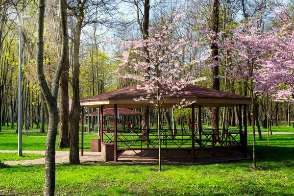 Stadtpark Voller Blüte Mit Sakura Bäumen Und Pavillon Zum Entspannen — Stockfoto