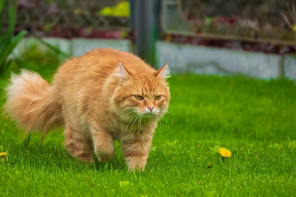 Poważny Czerwony Kot Zielonym Trawniku Polowanie Kota Ogrodzie — Zdjęcie stockowe