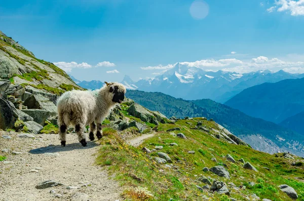 Söta Walesiska Får Den Höga Alpina Betesmark Schweiz — Stockfoto