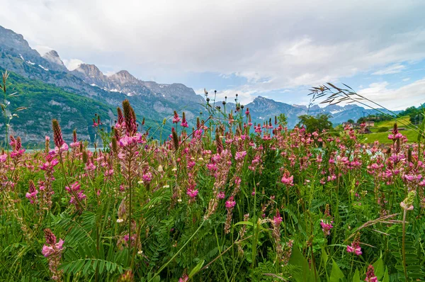 Hermosas Flores Silvestres Valle Montaña Suiza —  Fotos de Stock