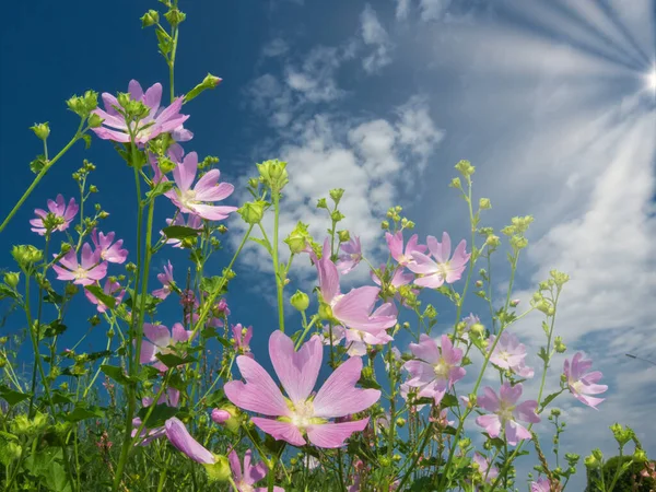 Розовые Полевые Цветы Тянущиеся Солнцу — стоковое фото