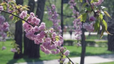 Sıcak bahar yağmuru altında çiçek açan sakura ağacı. Bahar yağmuru ve sakura ağacı