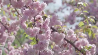 Çiçek açan bir sakura ağacının etrafında dikey dönüş. Narin bahar çiçekleri. Asya 'nın sembolü