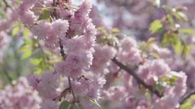 Pembe kiraz çiçeklerine yakın güneşli bir günde açan sakura çiçekleri