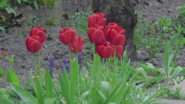 Tulipanes Rojos Jardín Saludando Viento — Vídeo de stock