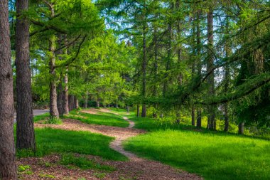 Güneşli parkta güzel, dolambaçlı patika. Canlı orman çayırı
