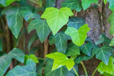 Yeşil sarmaşık arka planda kalır. Ağaçtaki taze sarmaşık yapraklarını kapat.