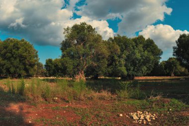 Eski zeytin bahçesinde kırmızı toprak. İtalya 'nın güneyinde kırsal alan