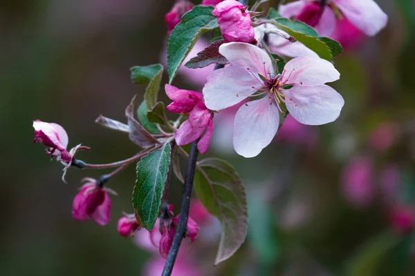 Kvetoucí Jabloně Větev Kvetoucího Červeného Jabloně — Stock fotografie