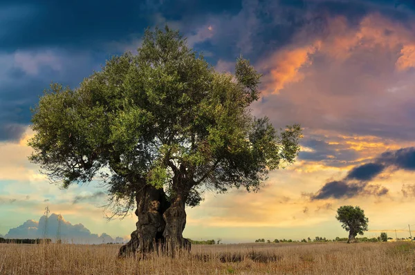 Beautiful Olive Tree Sunset Countryside Landscape Italy — Stock Photo, Image