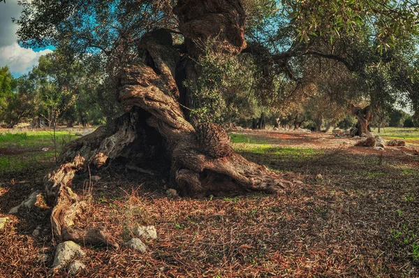 Скрученные Корни Старого Оливкового Дерева Старый Оливковый Сад — стоковое фото