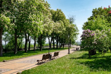 Yolları, çiçekli kestaneleri ve bankları olan güzel şehir parkı.