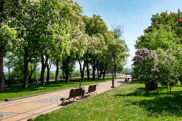 美丽的城市公园 有小径 盛开的栗子和长椅 — 图库照片