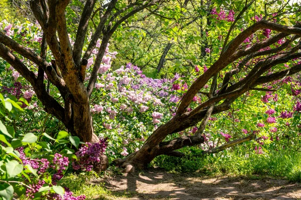 Красивые Старые Цветущие Сиреневые Цветы Саду Солнечный Весенний День — стоковое фото