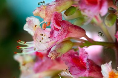 Renkli egzotik çiçekler kapanıyor. Mor, pembe ve kırmızı kestane çiçekleri 