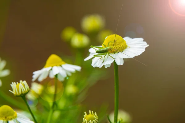 Μικρή Πράσινη Ακρίδα Στα Ανθισμένα Λουλούδια Χαμομηλιού Μακρο Φωτογραφία Επιλεκτική — Φωτογραφία Αρχείου