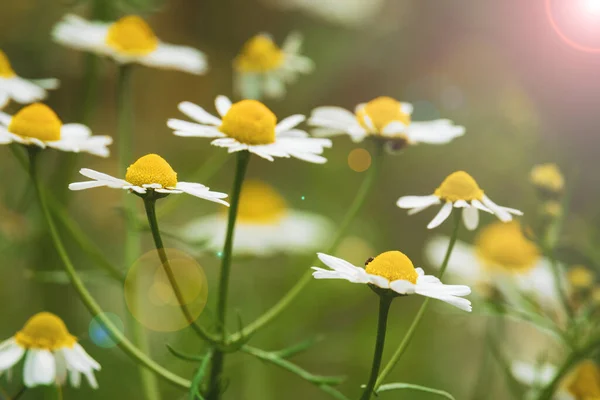 Gyönyörű Fehér Százszorszép Virágok Napkitöréssel Virágzó Kamillavirág — Stock Fotó