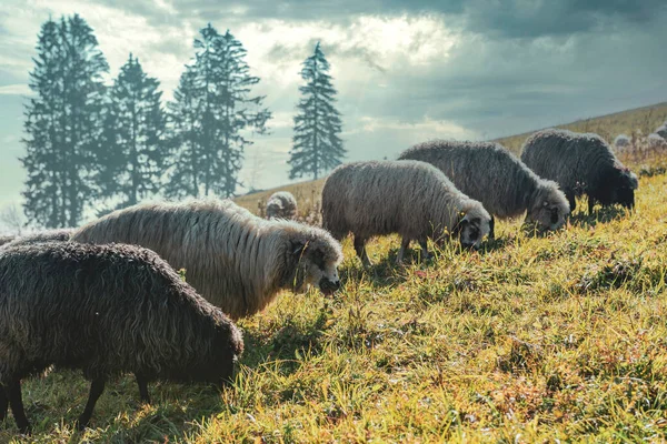 Αγέλη Πλοίων Στο Ορεινό Βοσκοτόπι Τριχωτά Πρόβατα Βόσκουν Στο Καταπράσινο — Φωτογραφία Αρχείου