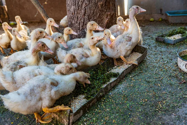 stock image Group of funny ducklings near feeder on the farm yard