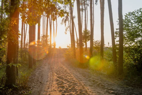 Strada Sabbia Nella Foresta Con Sole Splendente Alla Fine Della — Foto Stock